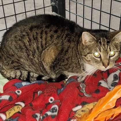 Enlarge Riley, a Adoptable Domestic Short Hair in Bath, NY image 1/1