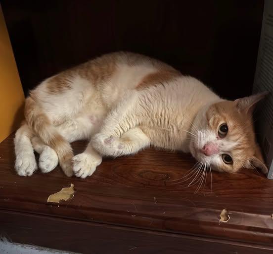 Enlarge Georgina at Fat Cat Books, a ADOPTABLE Domestic Short Hair in Tallahassee, FL image 2/4