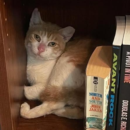 Enlarge Georgina at Fat Cat Books, a ADOPTABLE Domestic Short Hair in Tallahassee, FL image 3/4