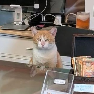 Enlarge Georgina at Fat Cat Books, a ADOPTABLE Domestic Short Hair in Tallahassee, FL image 1/4