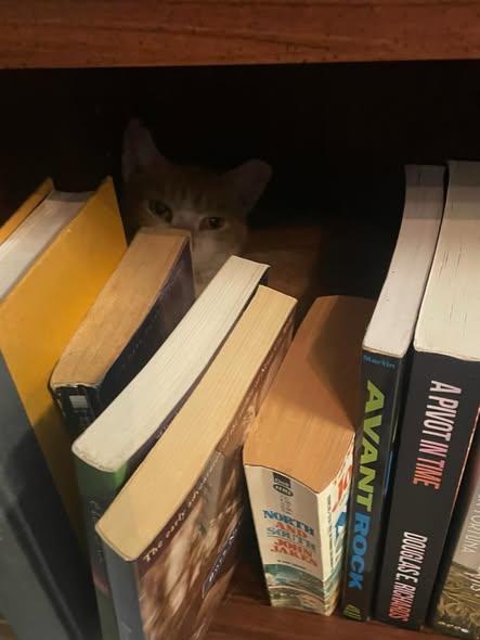 Enlarge Georgina at Fat Cat Books, a ADOPTABLE Domestic Short Hair in Tallahassee, FL image 4/4