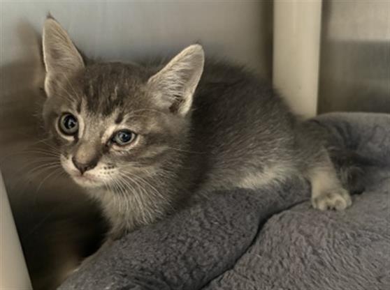 SAMUEL, Adoptable, Kitten Male Domestic Medium Hair.