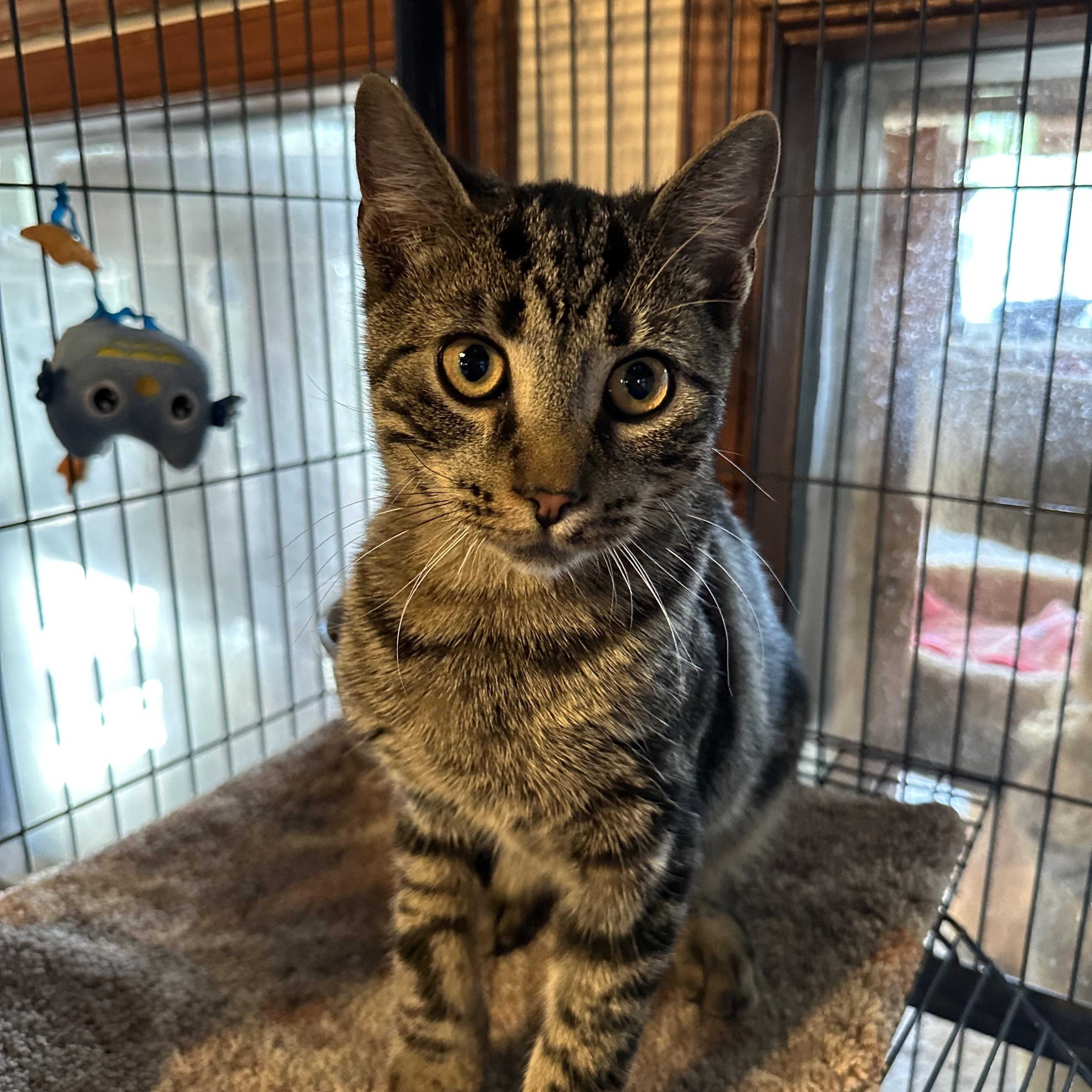 Roman, ADOPTABLE, Young Male Tabby.