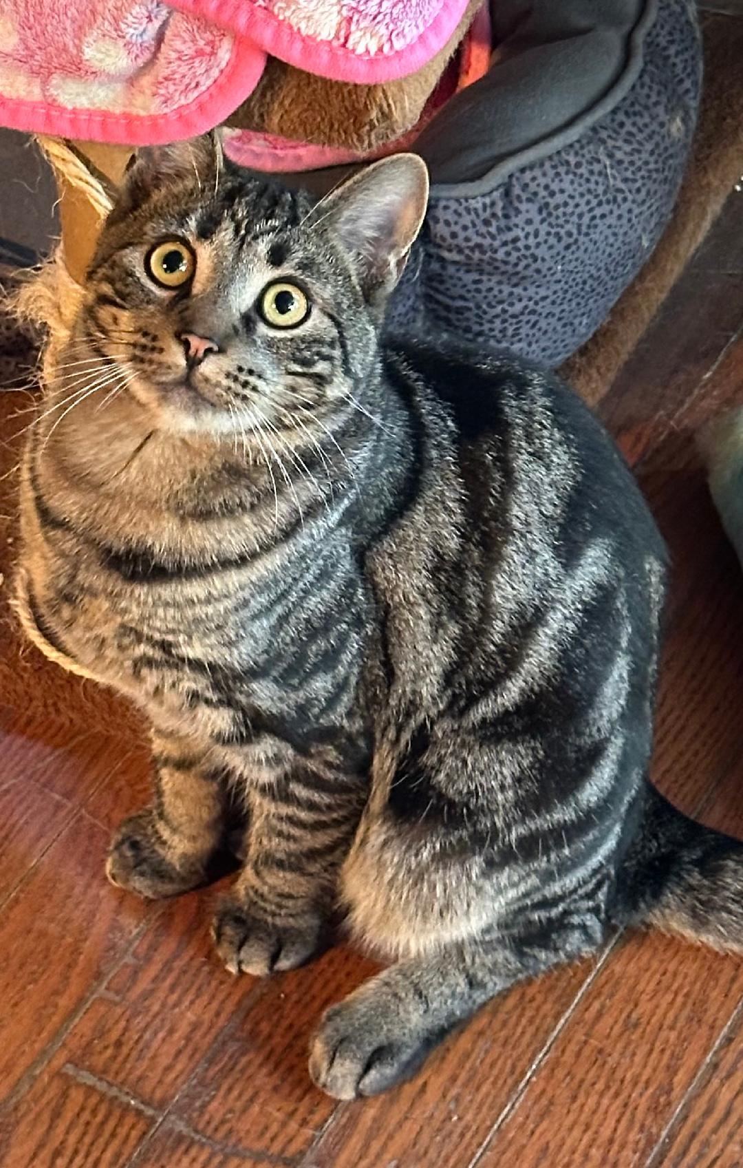 Roman, an adopted Tabby in East Stroudsburg, PA image 1/6