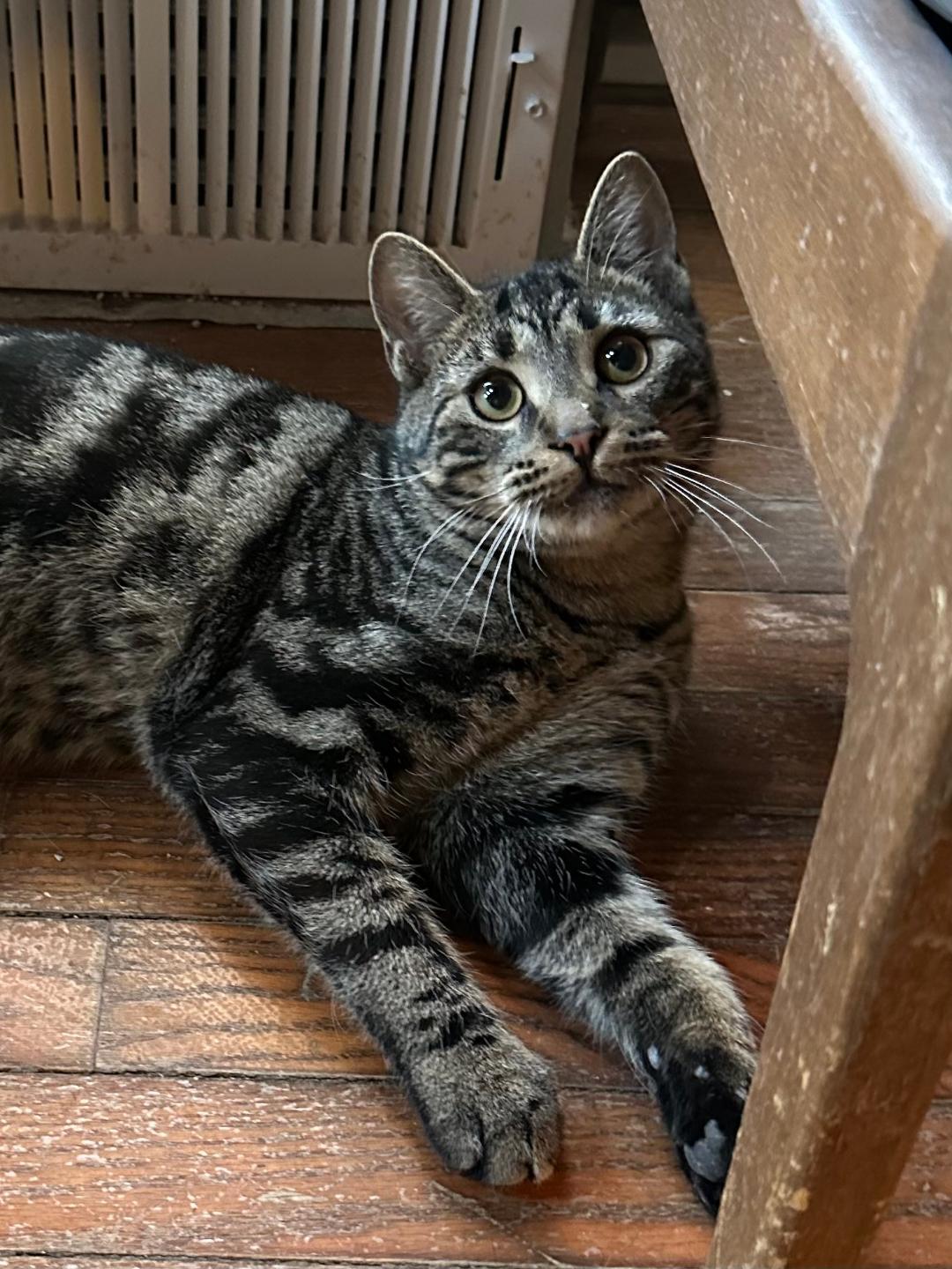Roman, an adopted Tabby in East Stroudsburg, PA image 2/6