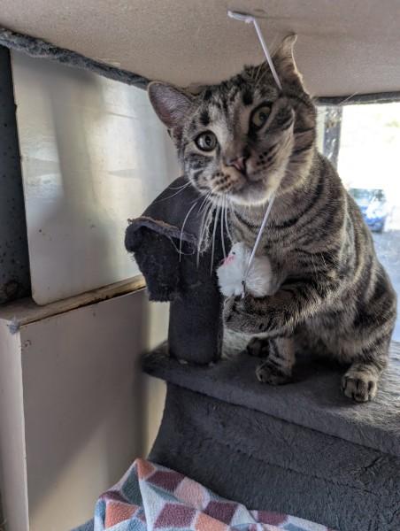 Roman, an adopted Tabby in East Stroudsburg, PA image 6/6