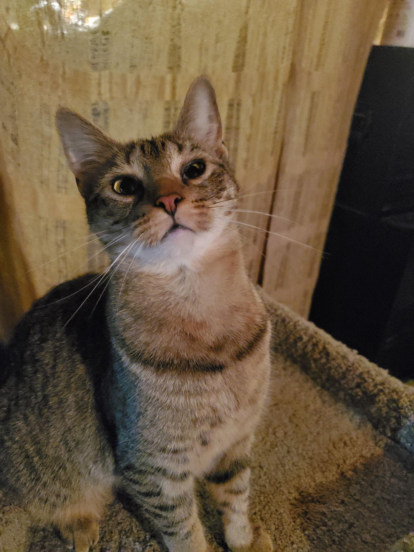 Popcorn-Courtesy Pos!, Adoptable, Adult Female Domestic Short Hair.