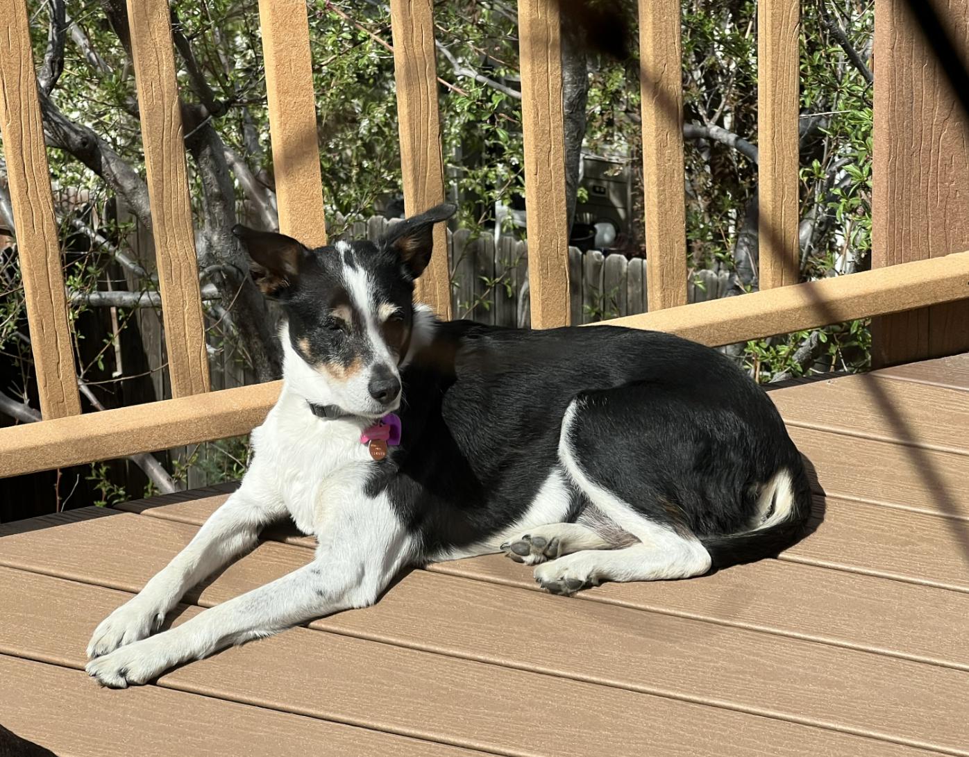 Chili #1, Adoptable, Senior Female German Shepherd Dog & Great Pyrenees.