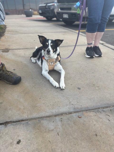Chili #1, Adoptable, Senior Female German Shepherd Dog & Great Pyrenees.