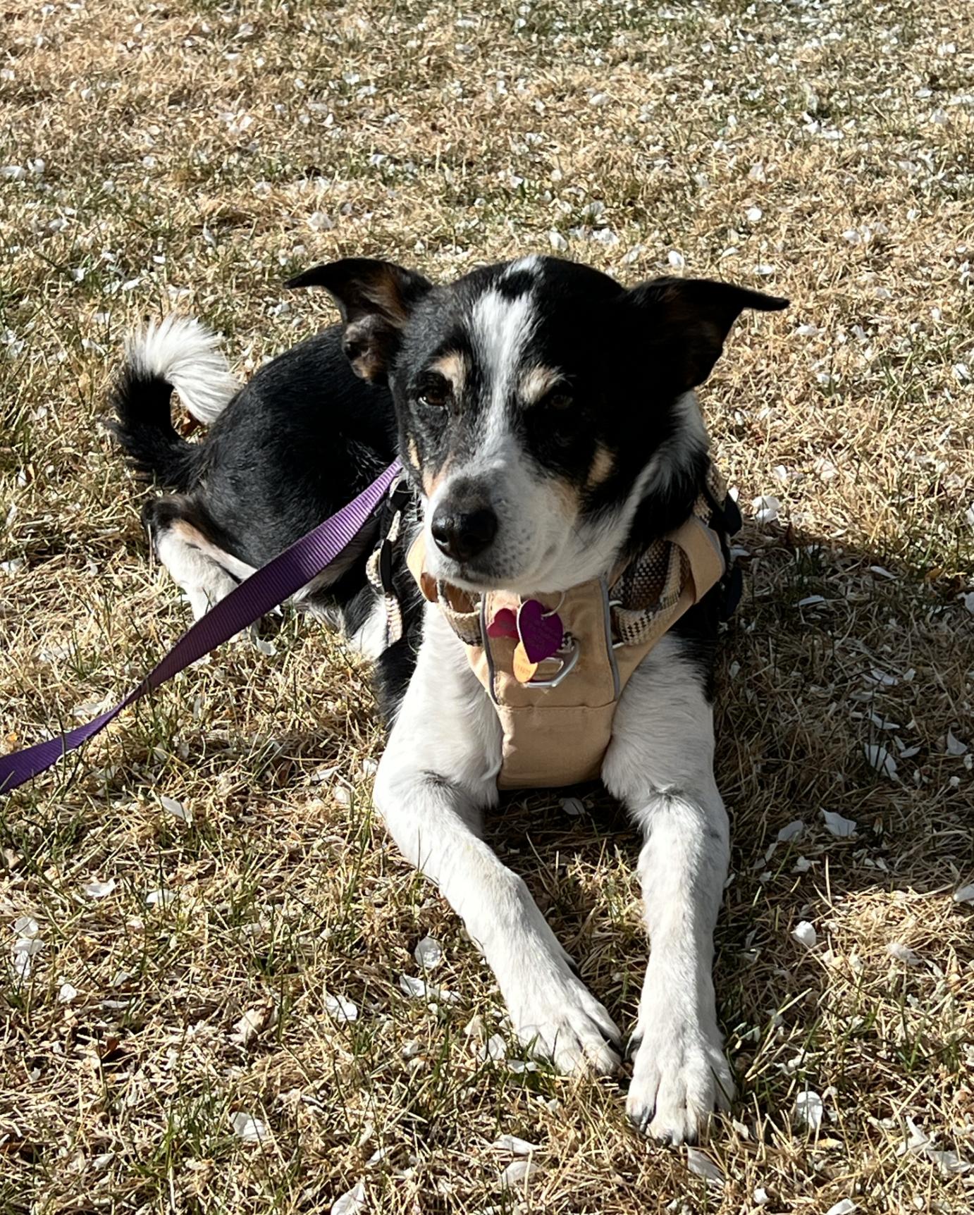 Enlarge Chili #1, a Adoptable mixed breed in Aurora, CO image 2/3