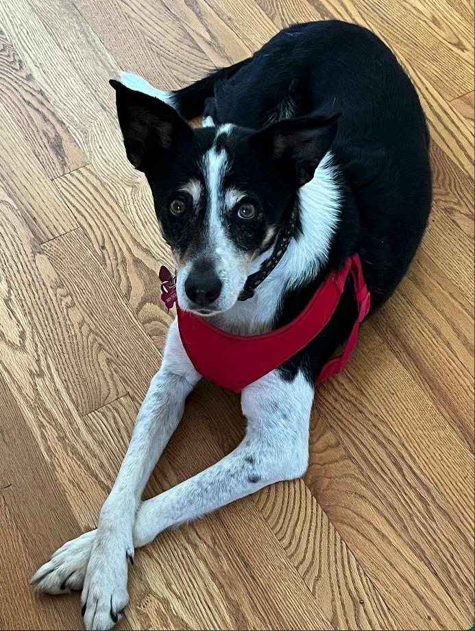 Enlarge Chili #1, a Adoptable mixed breed in Aurora, CO image 2/3