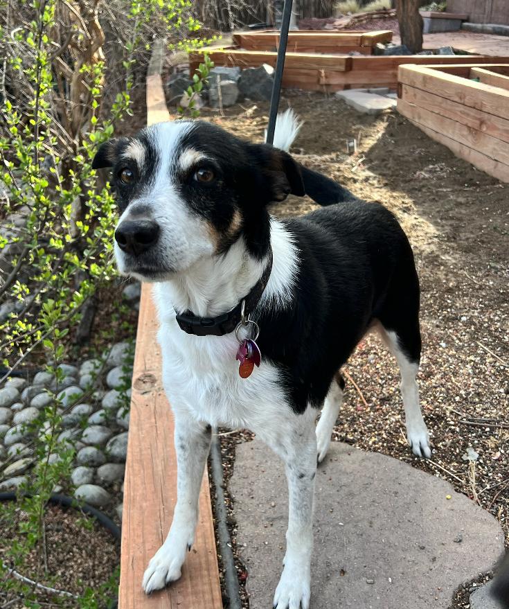 Enlarge Chili #1, a Adoptable mixed breed in Aurora, CO image 3/3