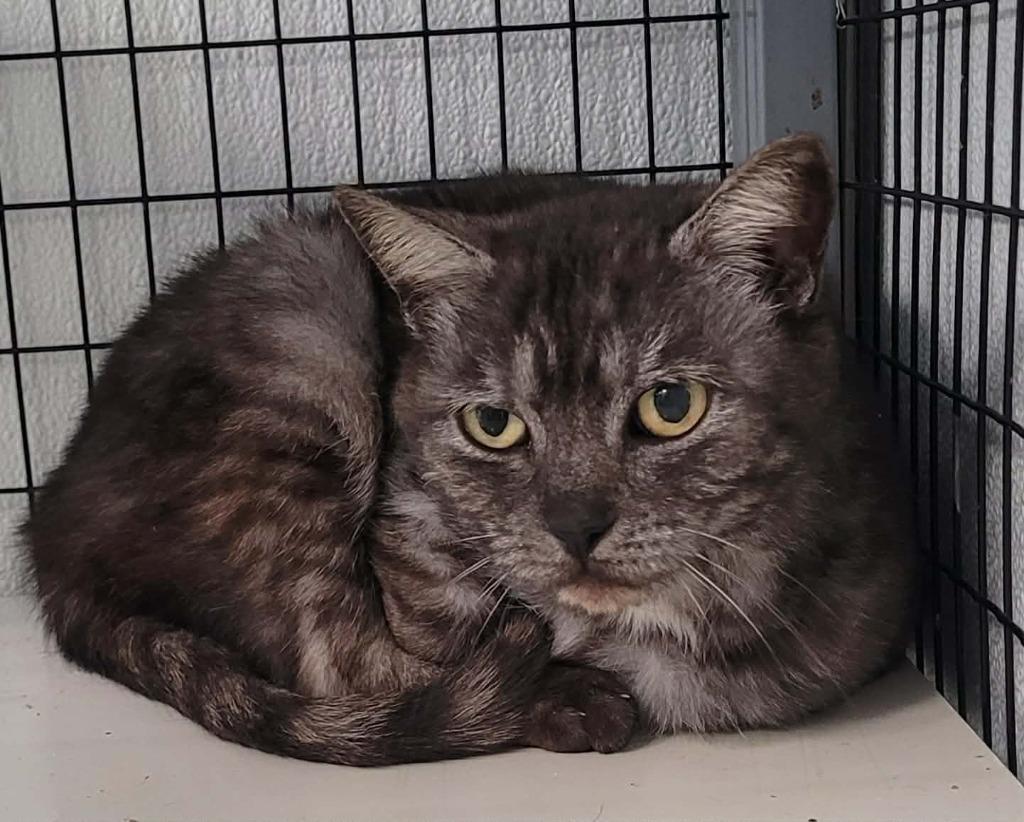 Percussion, Adoptable, Adult Female British Shorthair.