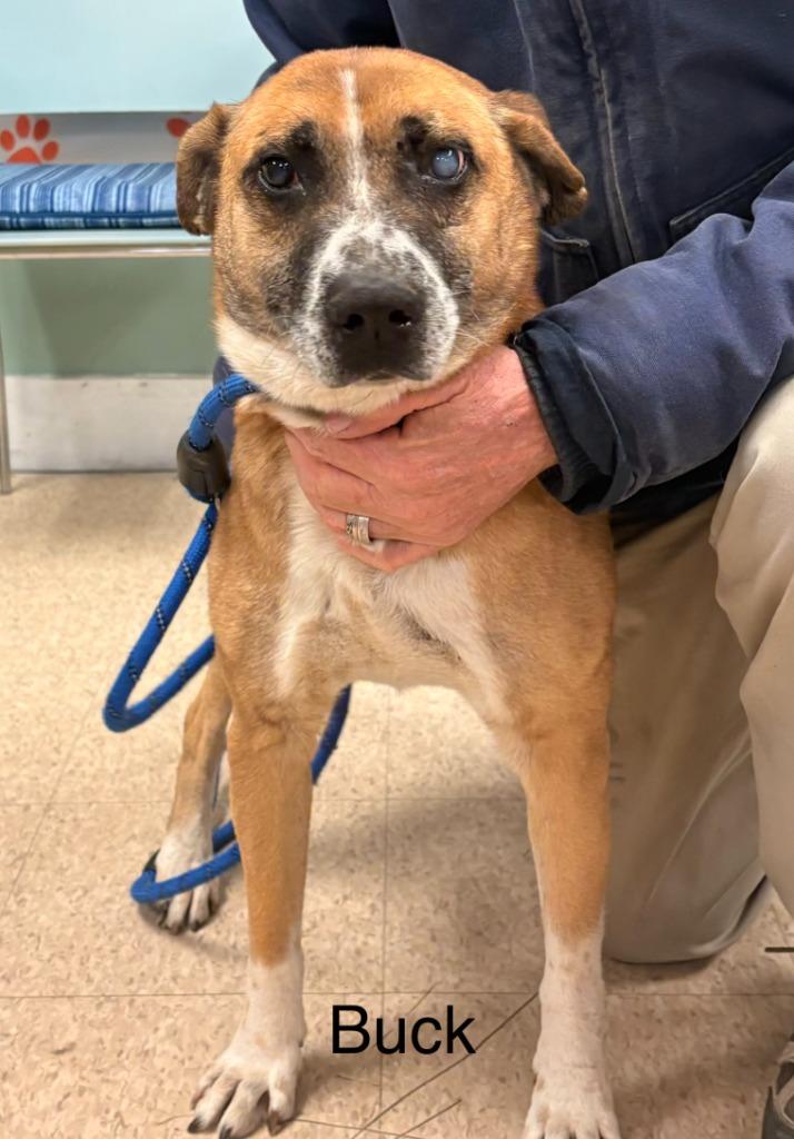 Buck, Adoptable, Adult Male Mixed Breed.