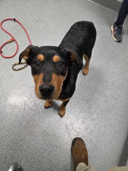 Snuggles, adopted, Young Male Doberman Pinscher.