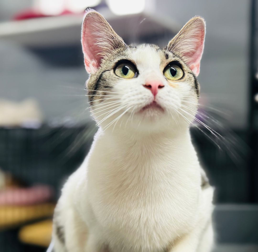 Sissy, Adoptable, Kitten Female Domestic Short Hair.