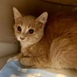 Enlarge Lenn, a ADOPTABLE Domestic Short Hair in Lansing, MI image 2/2