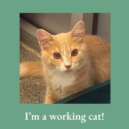Lenn, ADOPTABLE, Adult Male Domestic Short Hair.