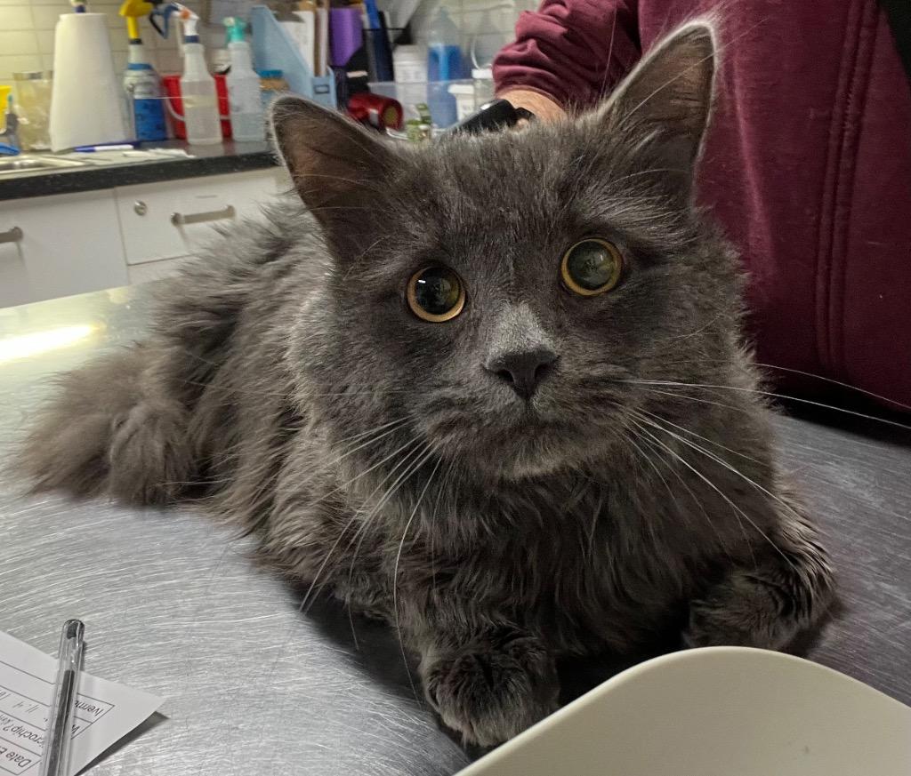 Enlarge Phantom, a Adoptable mixed breed in Fall River, MA image 1/1