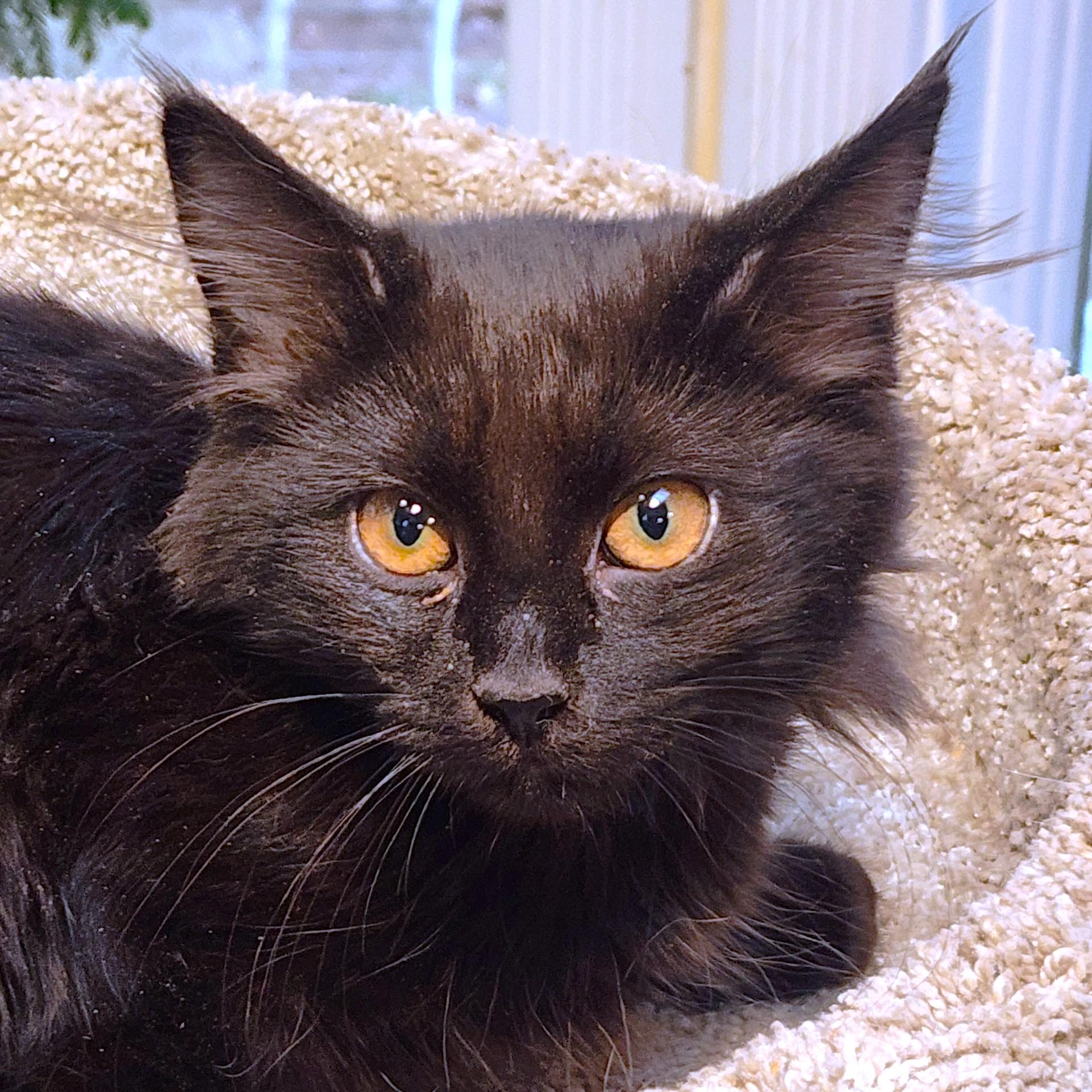 POINSETTIA - SWEETEST LITTLE MAINE COON GIRL!, adopted, Kitten Female Maine Coon & Bombay.