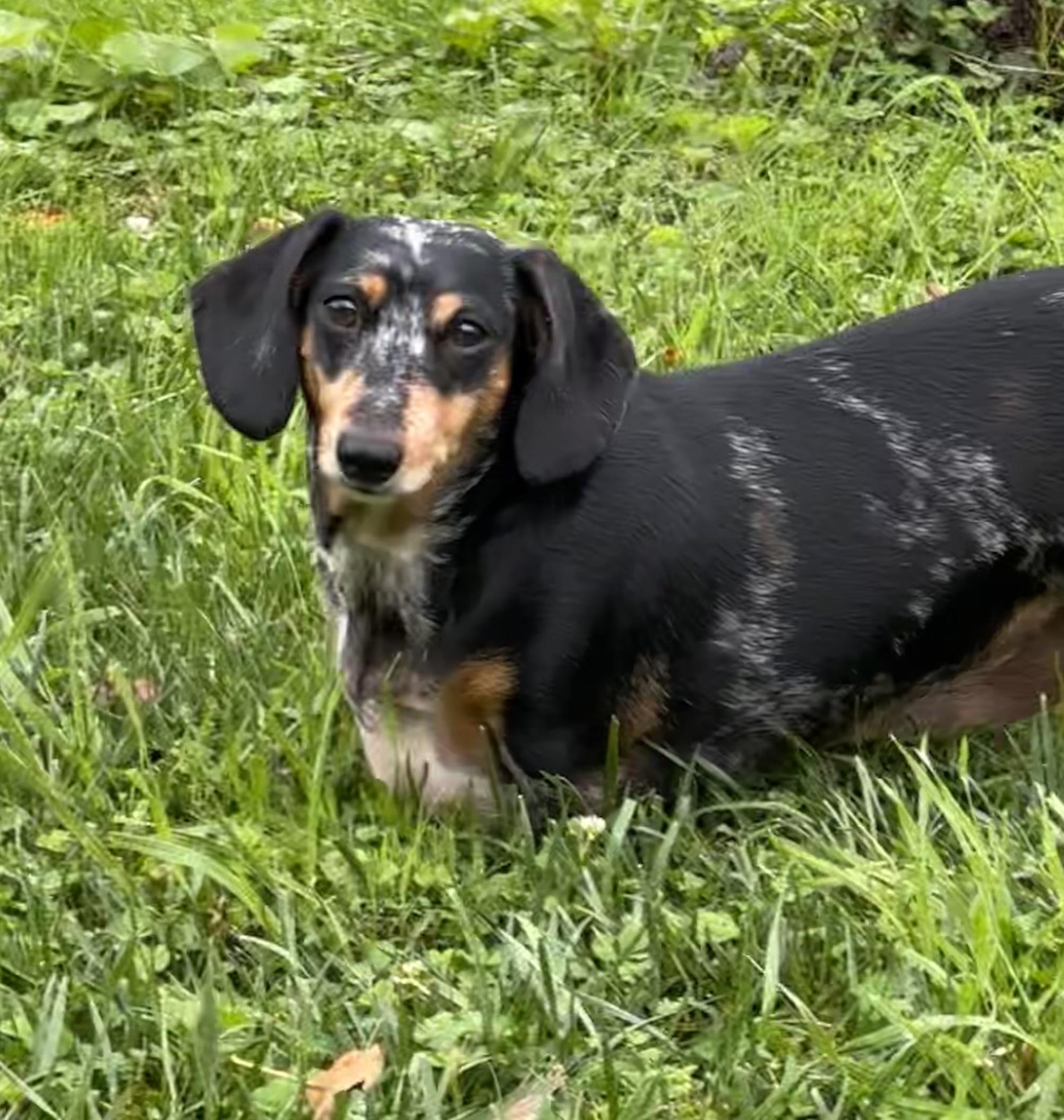Chewy - OHIO ONLY, Adoptable, Young Female Dachshund.