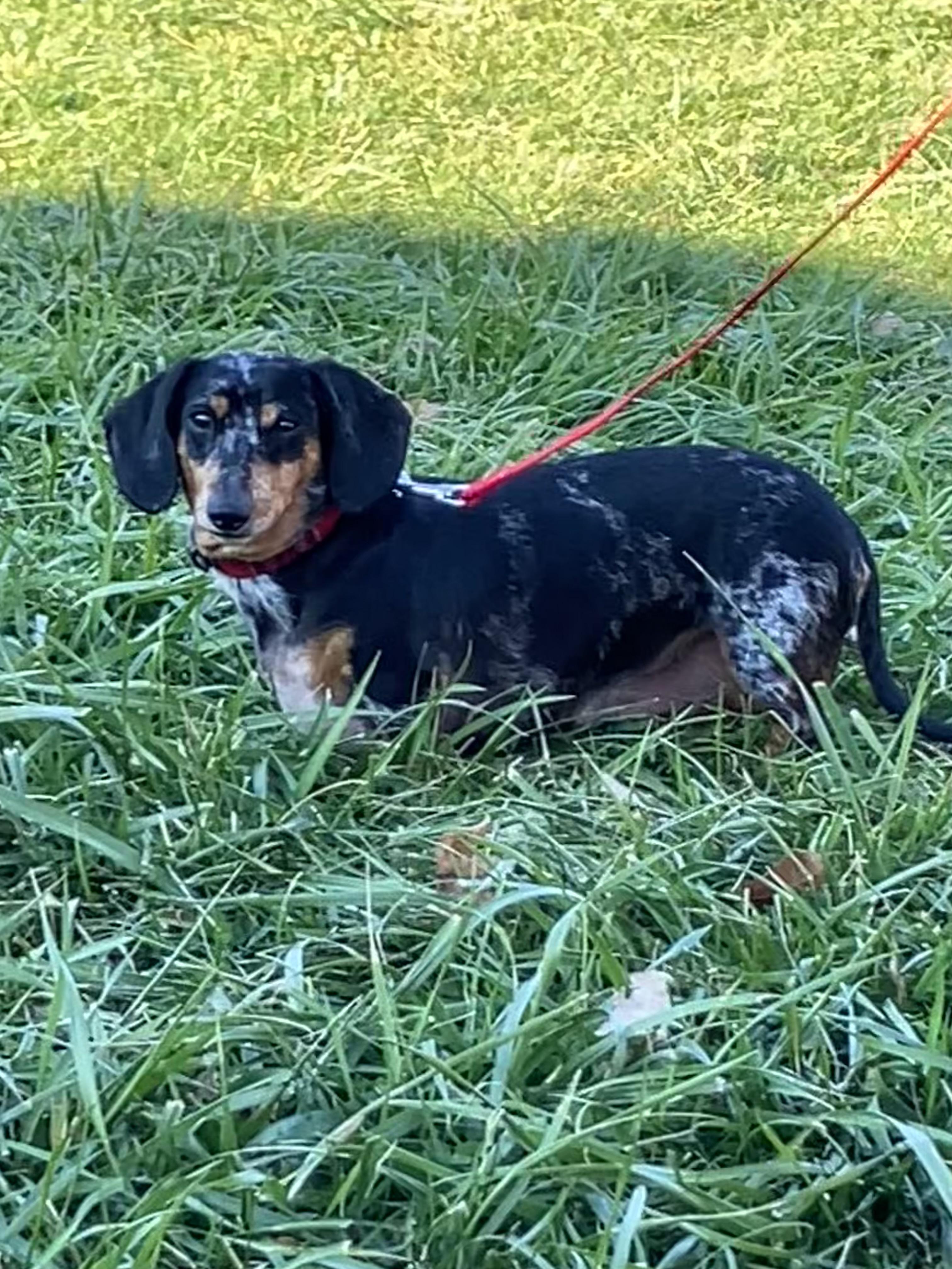 Chewy, a Adoptable Dachshund in Lebanon, OH image 2/2