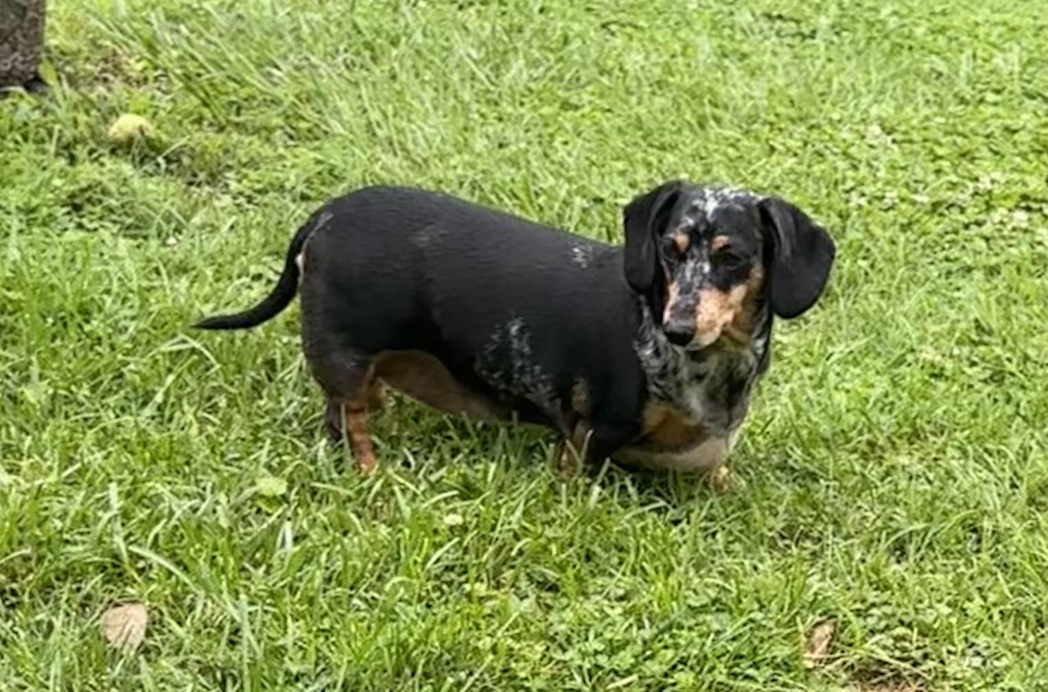 Enlarge Chewy - OHIO ONLY, a Adoptable Dachshund in Lebanon, OH image 2/4