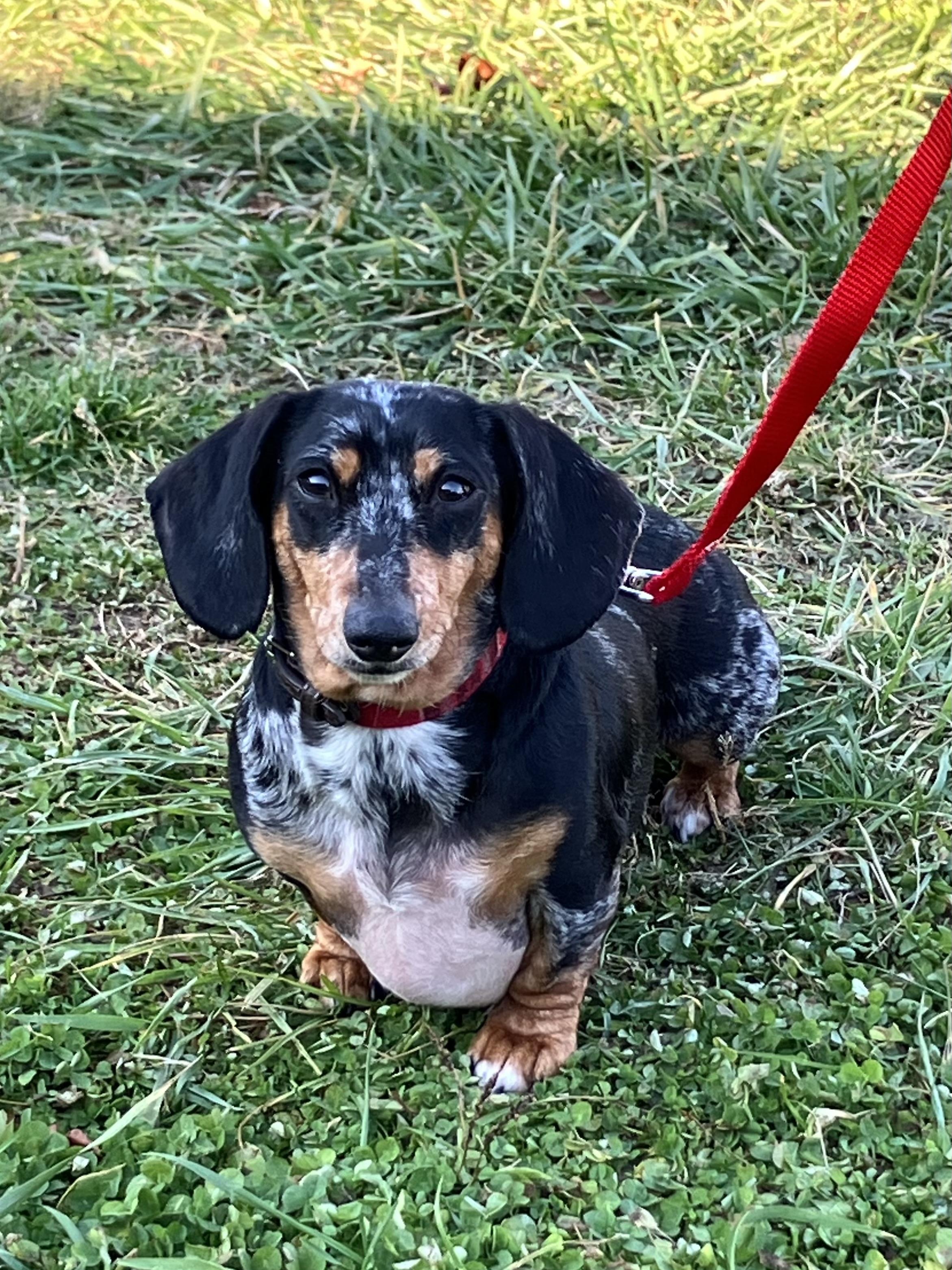Chewy, a Adoptable Dachshund in Lebanon, OH image 1/2