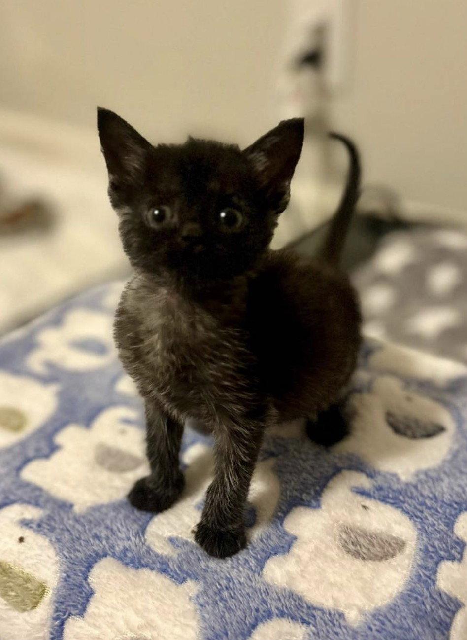 Nimbus (in foster), Adoptable, Kitten Male Domestic Short Hair.