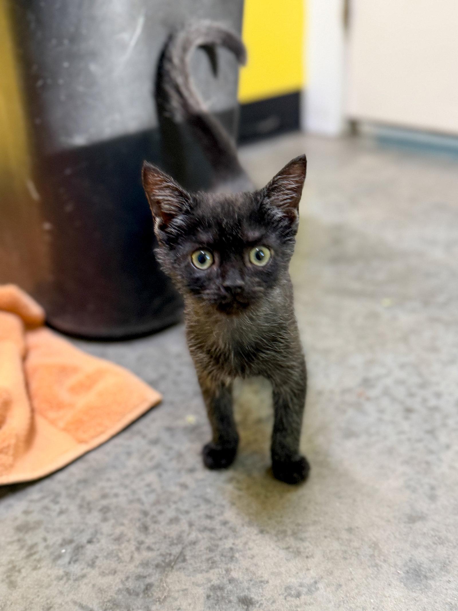Enlarge Nimbus (in foster), a Adoptable Domestic Short Hair in Sanford, NC image 2/3