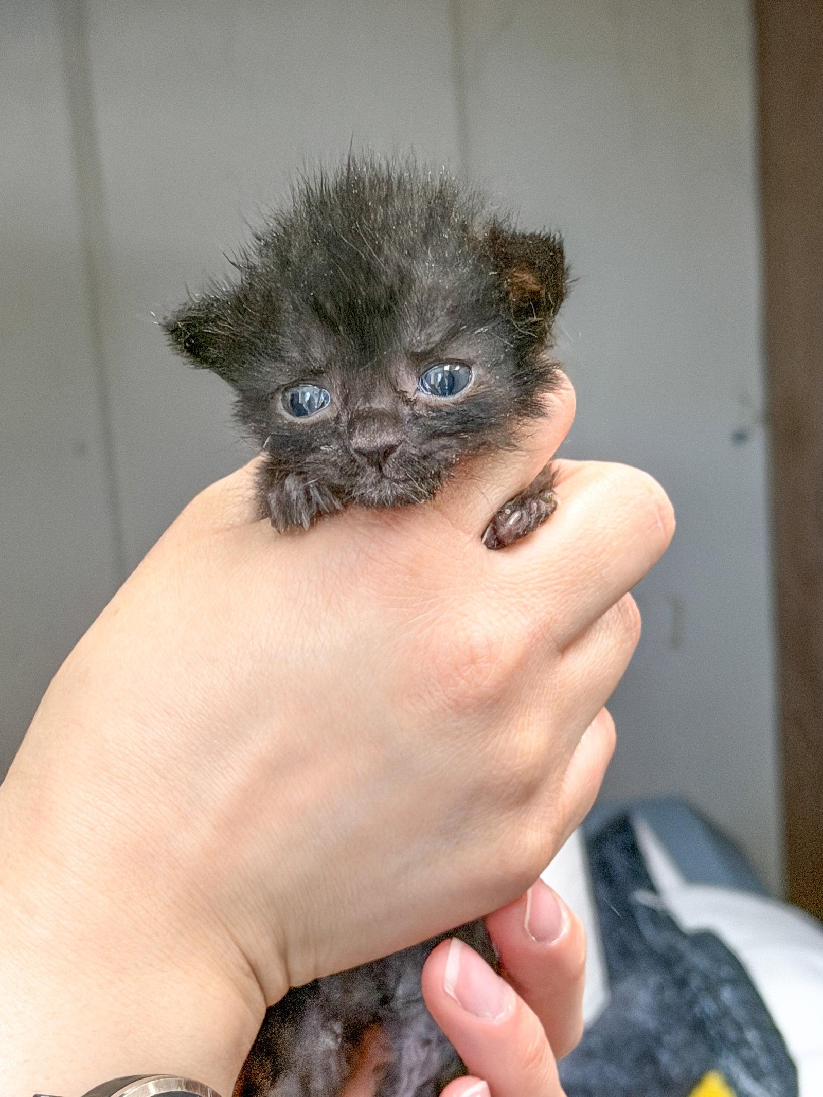 Nimbus, Adoptable, Kitten Male Domestic Short Hair.