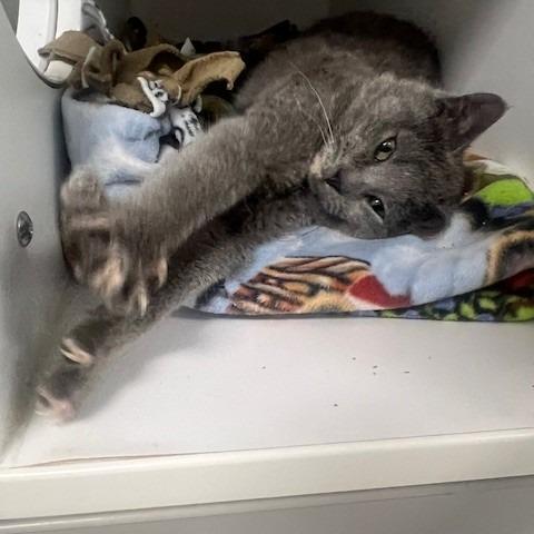 Kin, Adoptable, Kitten Female Domestic Short Hair.