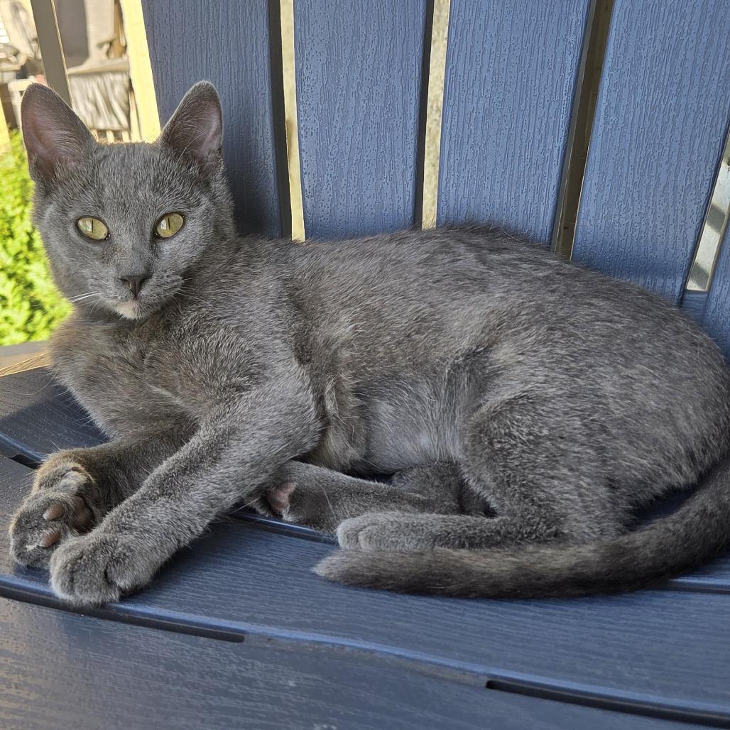 Enlarge Kin, a Adoptable Domestic Short Hair in Chaska, MN image 1/6