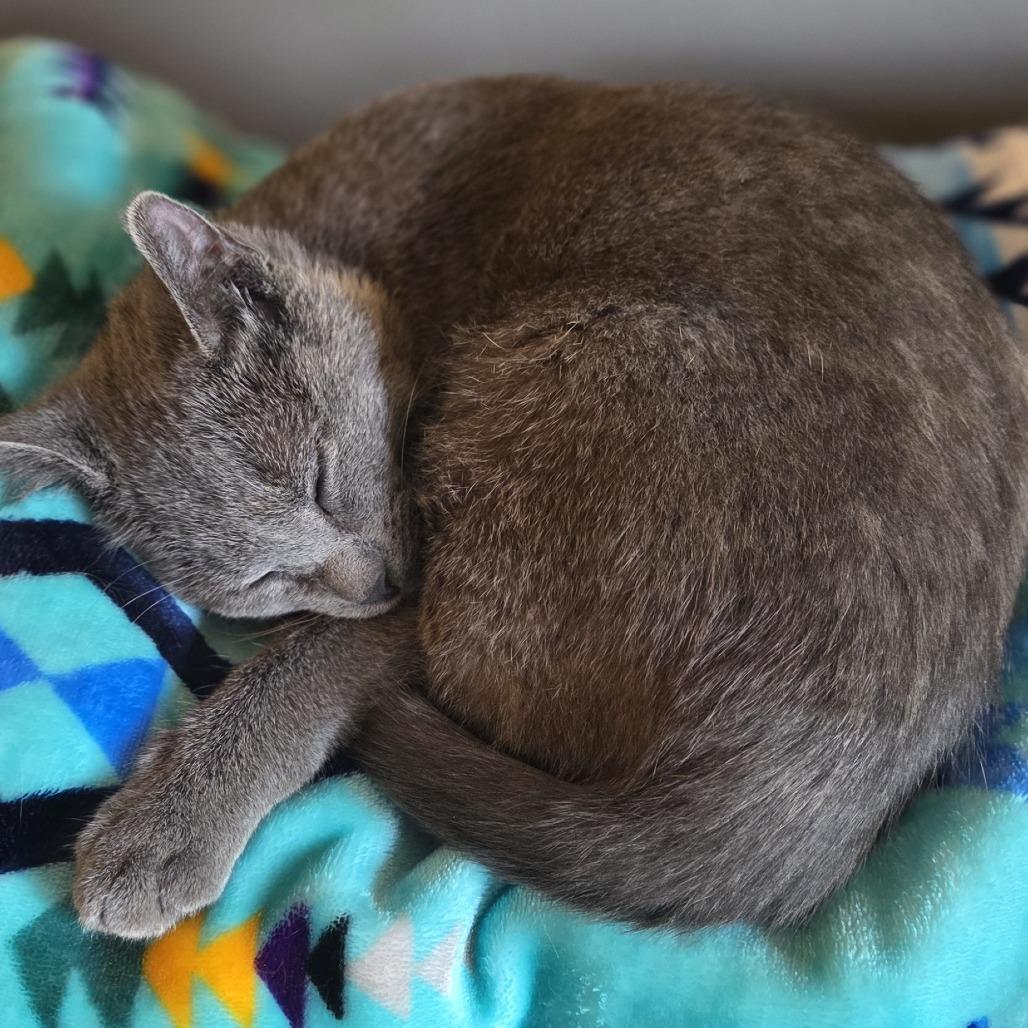 Enlarge Kin, a Adoptable Domestic Short Hair in Chaska, MN image 2/6