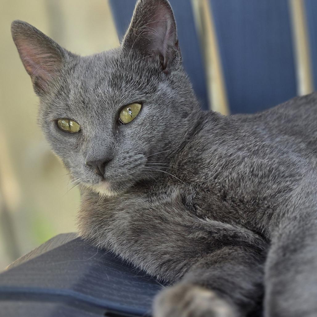 Enlarge Kin, a Adoptable Domestic Short Hair in Chaska, MN image 3/6