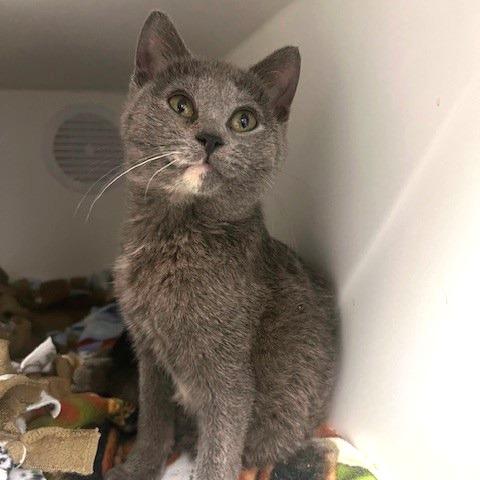 Enlarge Kin, a Adoptable Domestic Short Hair in Chaska, MN image 2/6