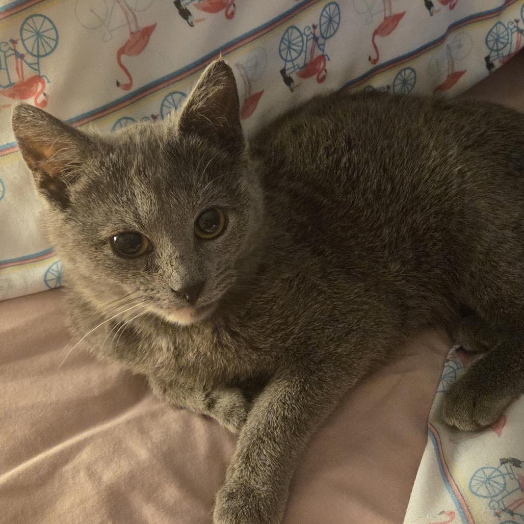 Enlarge Kin, a Adoptable Domestic Short Hair in Chaska, MN image 3/6