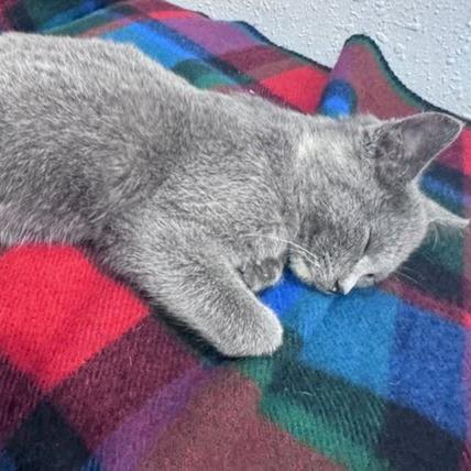 Enlarge Kin, a Adoptable Domestic Short Hair in Chaska, MN image 4/6