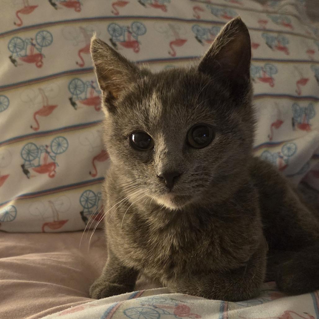 Enlarge Kin, a Adoptable Domestic Short Hair in Chaska, MN image 5/6