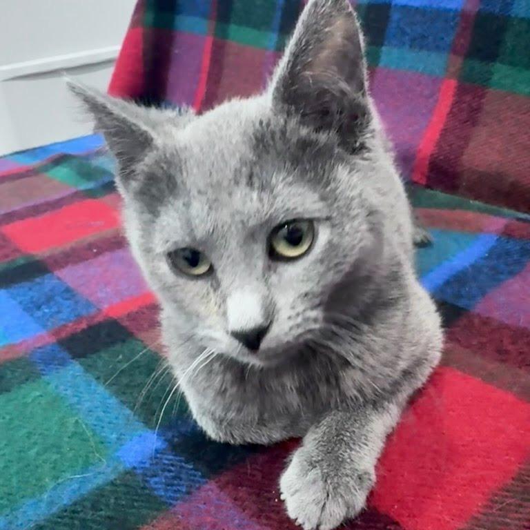 Enlarge Kin, a Adoptable Domestic Short Hair in Chaska, MN image 6/6