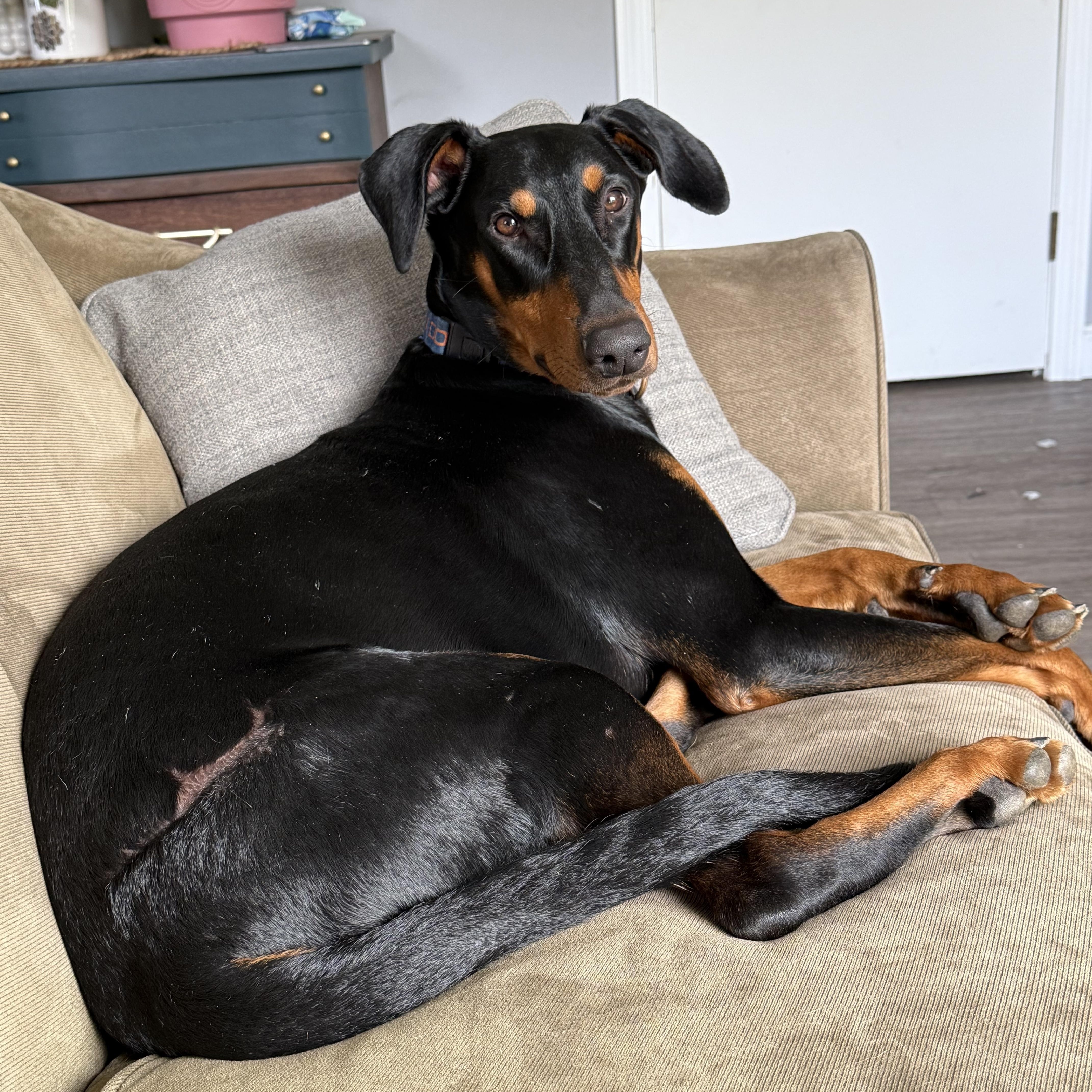 Enlarge Jack Jack, a Adoptable Doberman Pinscher image 1/1