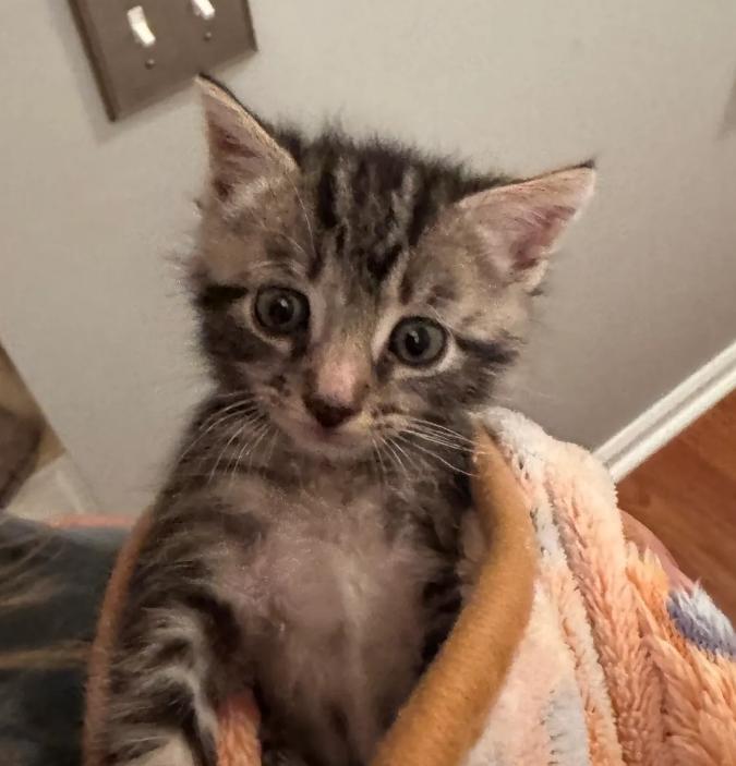 Suzy Q, Adoptable, Kitten Female Domestic Short Hair.