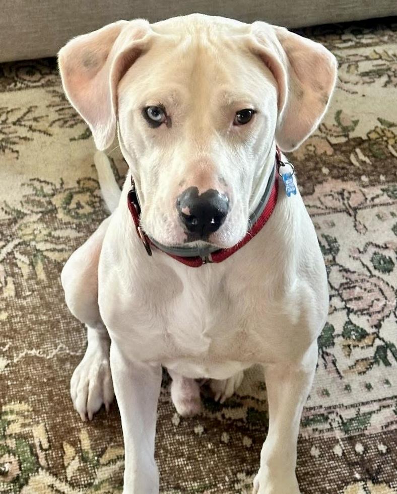 Cool Whip, a Adoptable mixed breed in Wappingers Falls, NY image 2/5