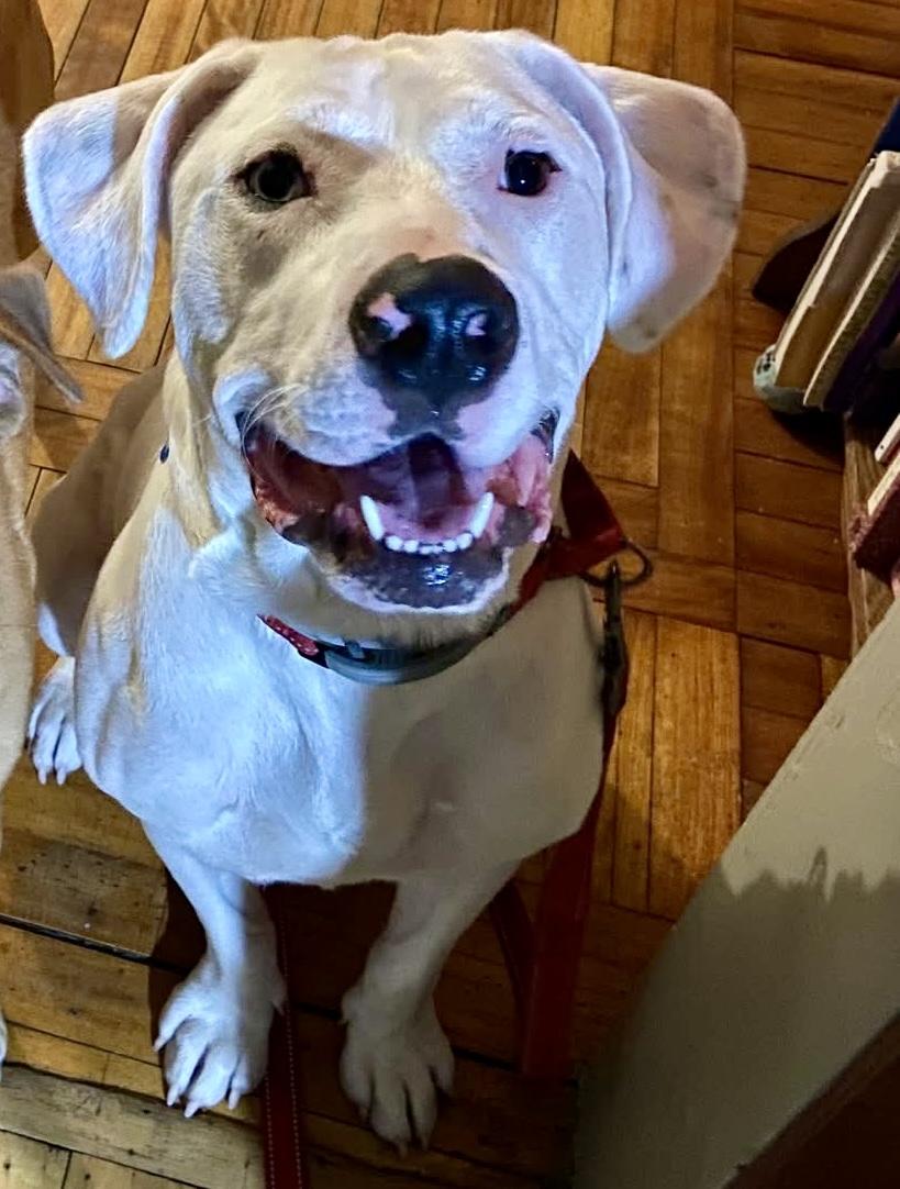 Cool Whip, a Adoptable mixed breed in Wappingers Falls, NY image 5/5