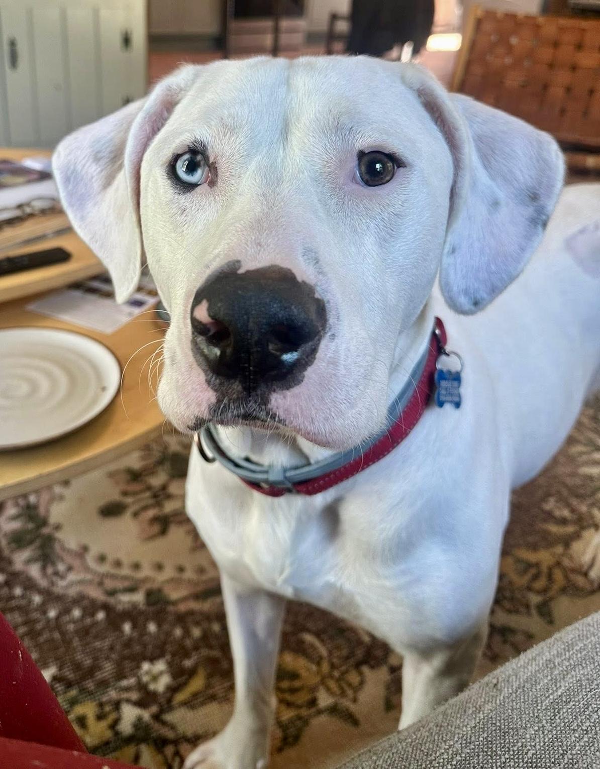 Cool Whip, a Adoptable mixed breed in Wappingers Falls, NY image 1/5