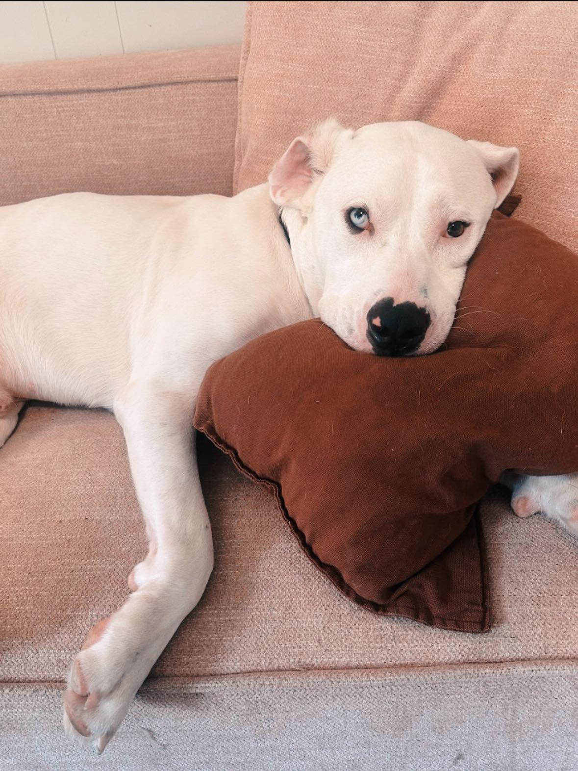 Cool Whip, a Adoptable mixed breed in Wappingers Falls, NY image 3/5