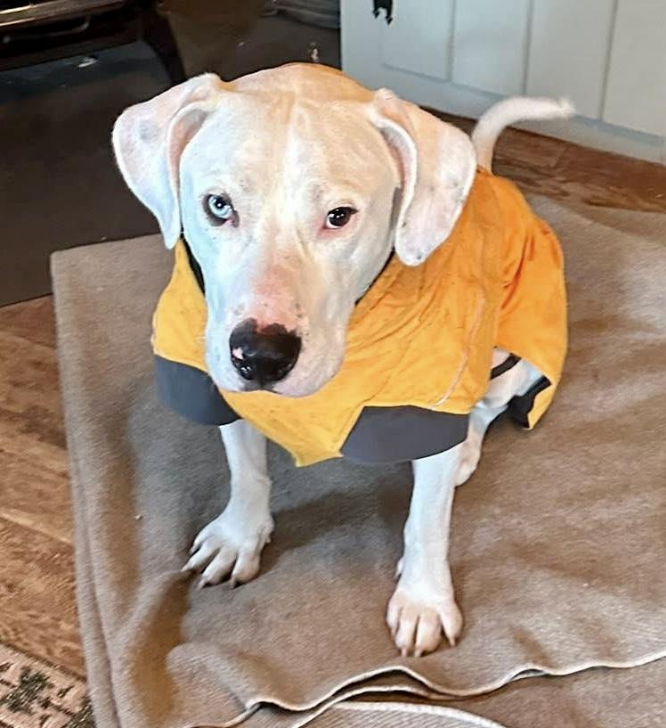 Cool Whip, a Adoptable mixed breed in Wappingers Falls, NY image 4/5