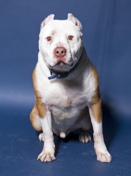 Tex, a Adoptable mixed breed in Santa Paula, CA image 1/3