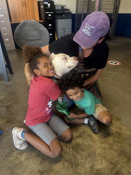 Enlarge Tex, a Adoptable mixed breed in Santa Paula, CA image 1/3