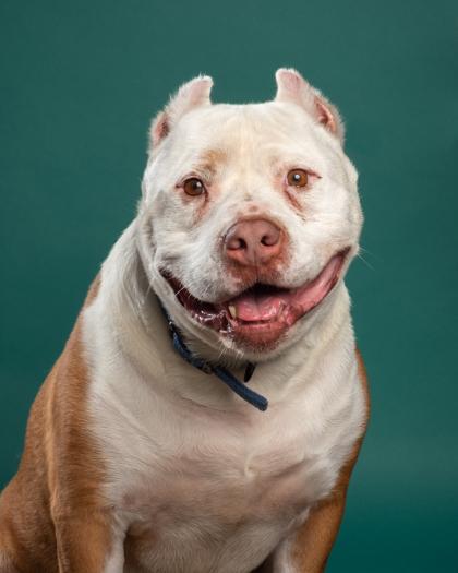 Tex, a Adoptable mixed breed in Santa Paula, CA image 3/3